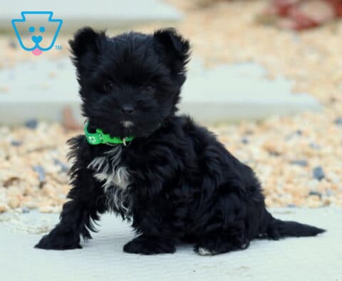 Hayden Yorkiepoo2