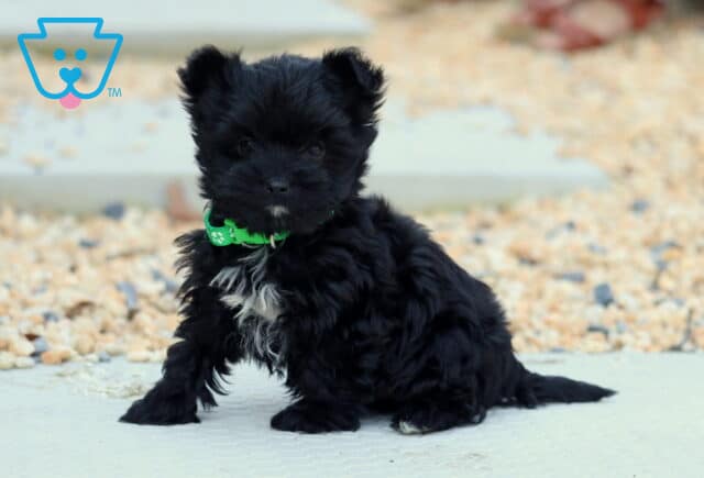 Hayden Yorkiepoo2 image