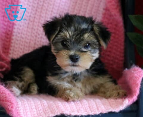 Yorkshire Terrier puppy lying on a pink blanket on a small chair, with a plant beside it, looking forward with a sweet expression