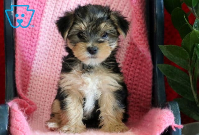 Yorkshire Terrier puppy sitting on a pink blanket on a small chair, with a green plant beside it, facing forward with a calm, sweet expression image