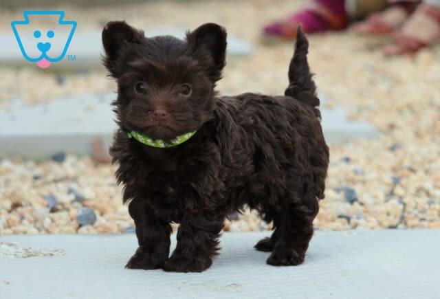 Hazel Yorkiepoo image
