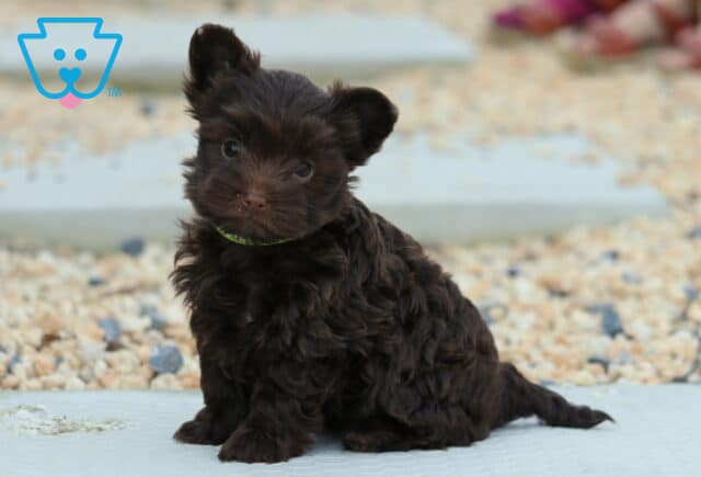 Hazel Yorkiepoo2 image