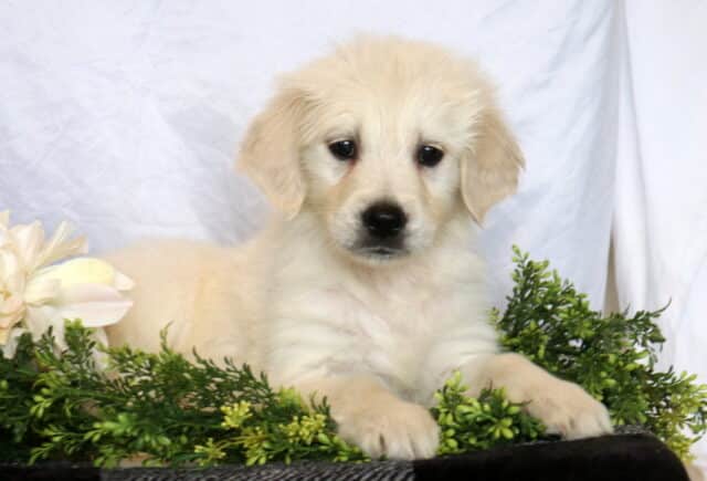 Hershey Golden image