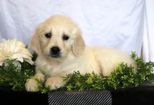 Hershey Golden2 image