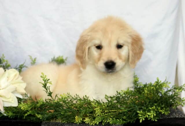 Holly Golden image