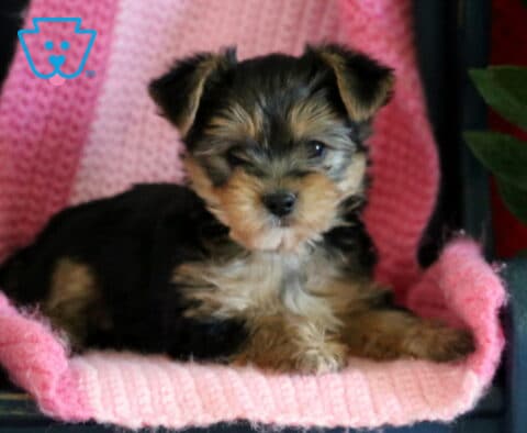 Yorkshire Terrier puppy lying on a pink blanket on a small chair, with a green plant beside it, looking slightly to the side with a calm, gentle expression