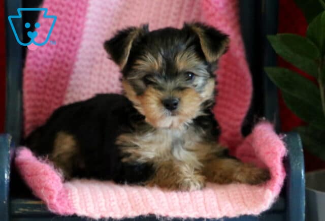 Yorkshire Terrier puppy lying on a pink blanket on a small chair, with a green plant beside it, looking slightly to the side with a calm, gentle expression image