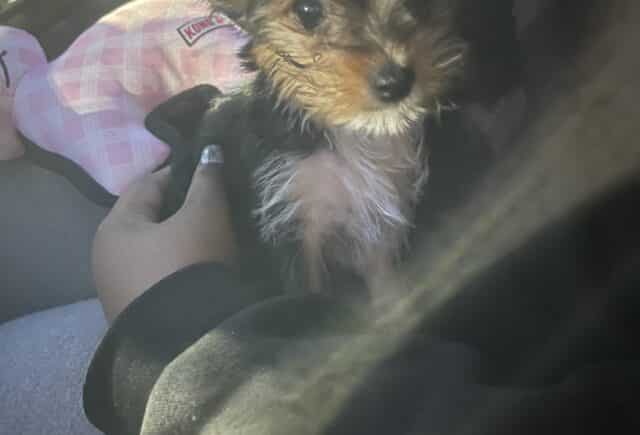 absolutely love my pup