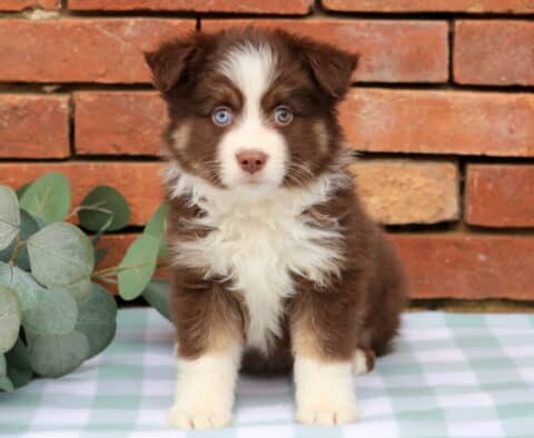 Isaac Mini Aust Shepherd