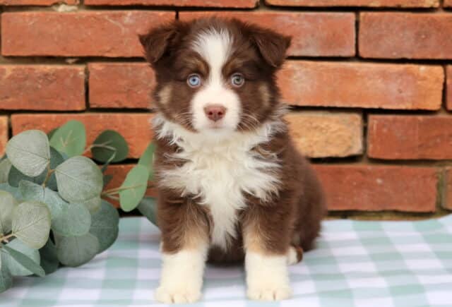 Isaac Mini Aust Shepherd image