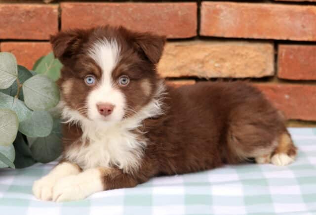 Isaac Mini Aust Shepherd2 image