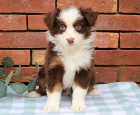 Ivan Mini Aust Shepherd