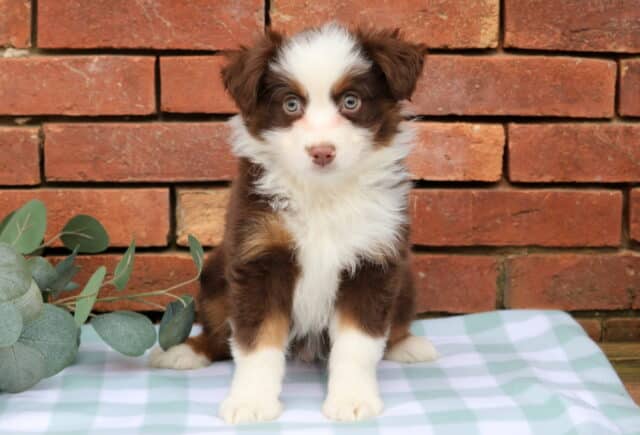Ivan Mini Aust Shepherd image