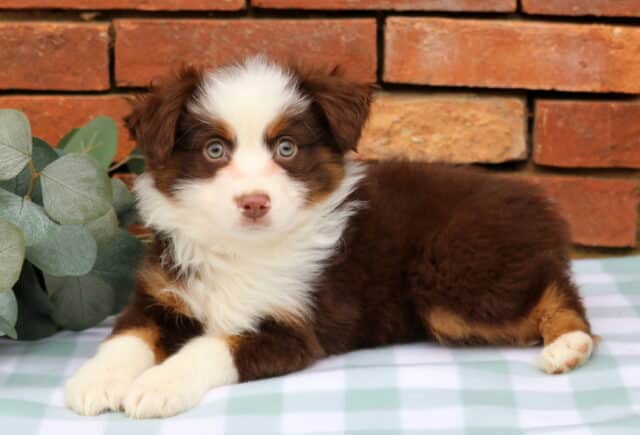 Ivan Mini Aust Shepherd2 image