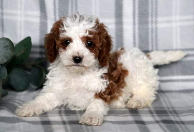 Adorable red and white Cavapoo puppy lying on a soft gray plaid blanket with green decorative leaves nearby. image