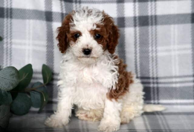Cute red and white Cavapoo puppy sitting on a gray plaid blanket with soft green eucalyptus leaves beside it. image