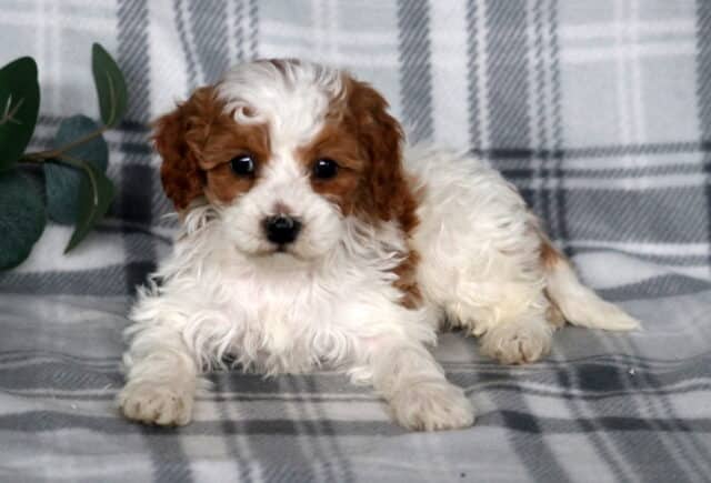 Jacob Cavapoo image