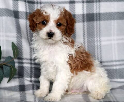 Jacob Cavapoo2
