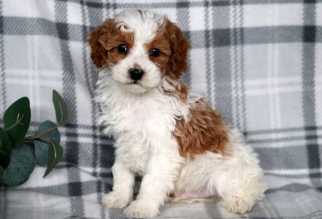 Jacob Cavapoo2 image
