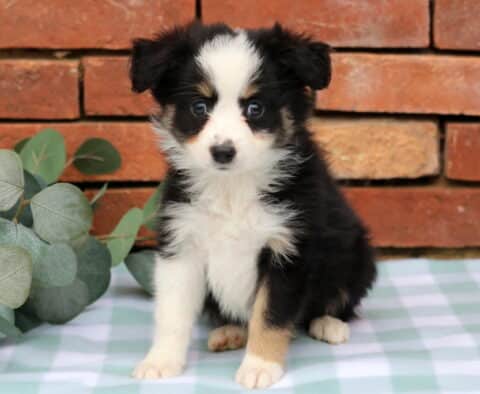 Jake Mini Aust Shepherd