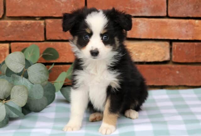 Jake Mini Aust Shepherd image