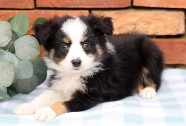 Jake Mini Aust Shepherd2 image