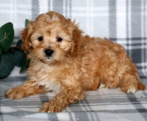 Jakey Cavapoo