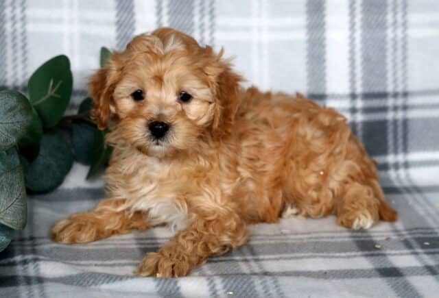 Jakey Cavapoo image