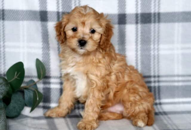 Jakey Cavapoo2 image
