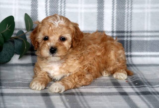 James Cavapoo image