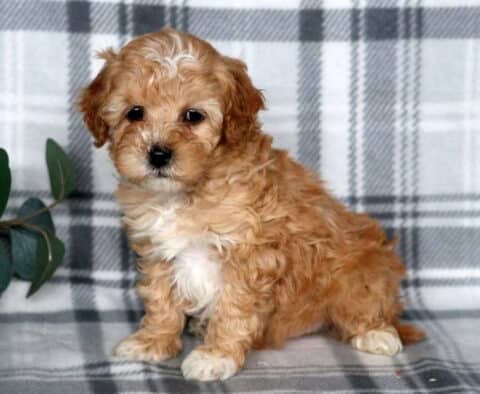 James Cavapoo2