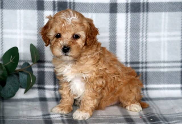 James Cavapoo2 image