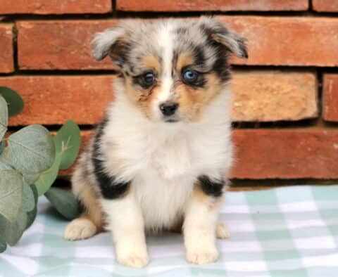 Janet Mini Aust Shepherd