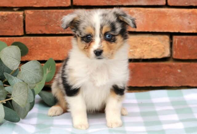 Janet Mini Aust Shepherd image