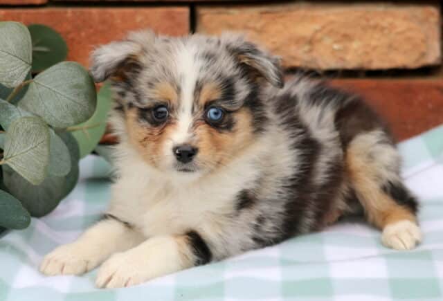 Janet Mini Aust Shepherd2 image