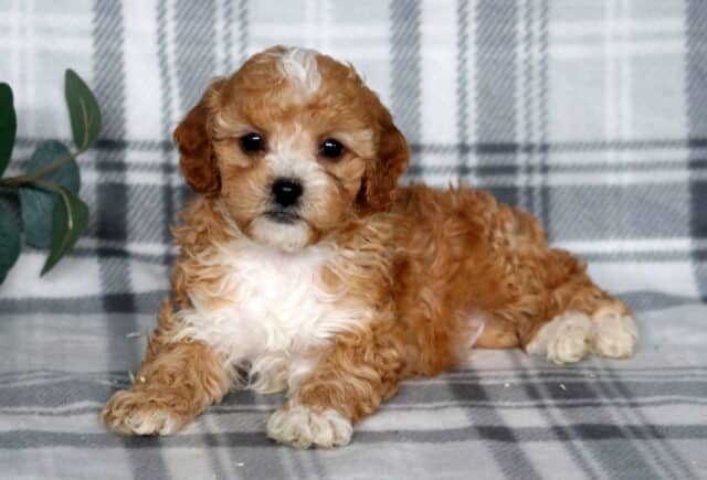 Adorable apricot and white Cavapoo puppy lying on a gray plaid blanket with eucalyptus greenery beside it. image
