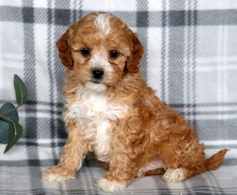Jasper Cavapoo2
