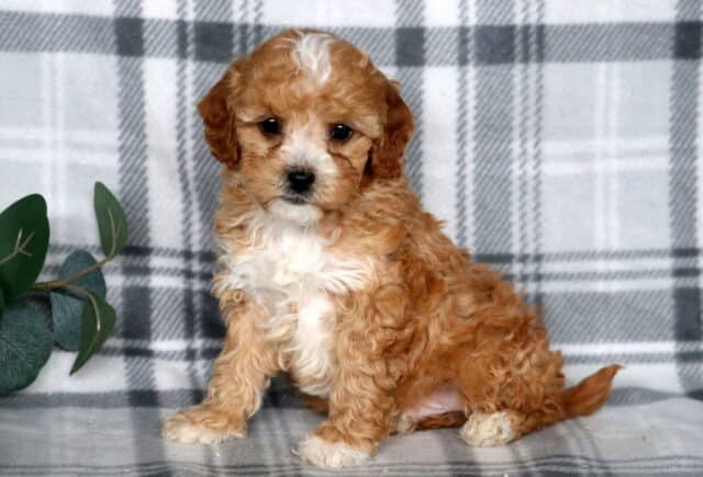 Adorable apricot and white Cavapoo puppy sitting on a gray plaid blanket with eucalyptus greenery beside it. image