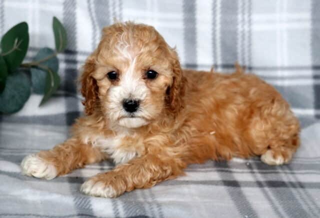 Jax Cavapoo image