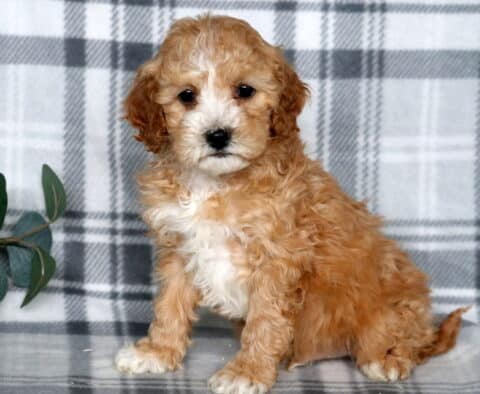 Jax Cavapoo2