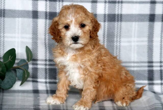 Jax Cavapoo2 image