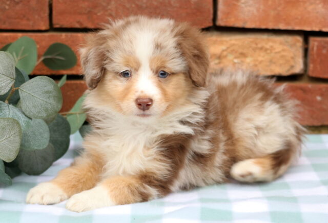 Jill Mini Aust Shepherd image