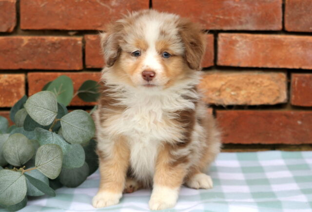 Jill Mini Aust Shepherd2 image