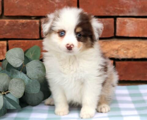 Jim Mini Aust Shepherd