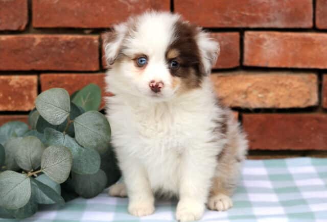 Jim Mini Aust Shepherd image