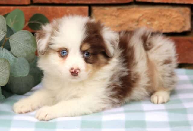 Jim Mini Aust Shepherd2 image