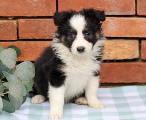 Joelyn Mini Aust Shepherd