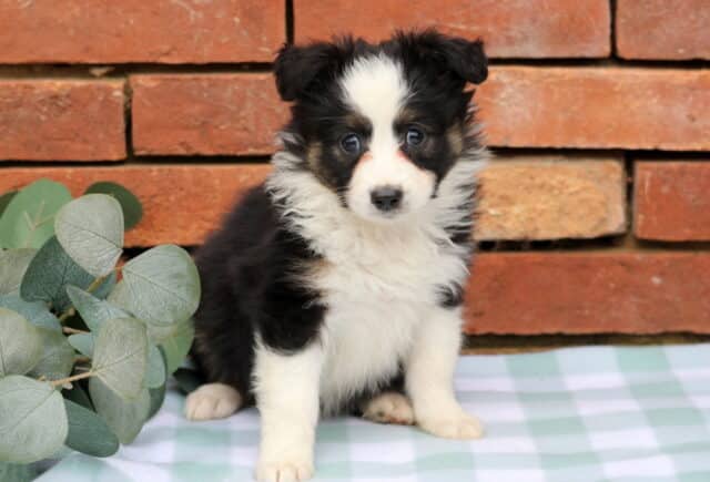 Joelyn Mini Aust Shepherd image