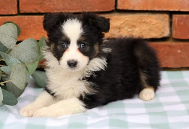 Joelyn Mini Aust Shepherd2 image