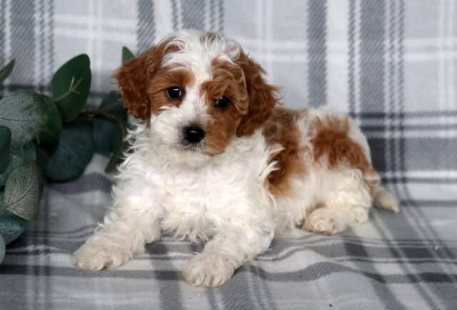 Jojo Cavapoo image